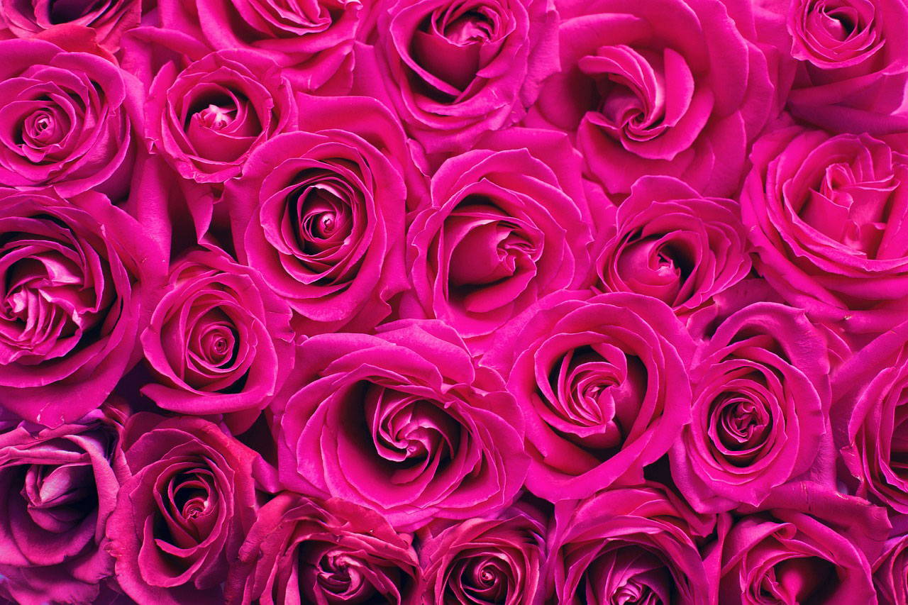 Roses background for Pure Joy Day Spa Valentineʻs Day Specials